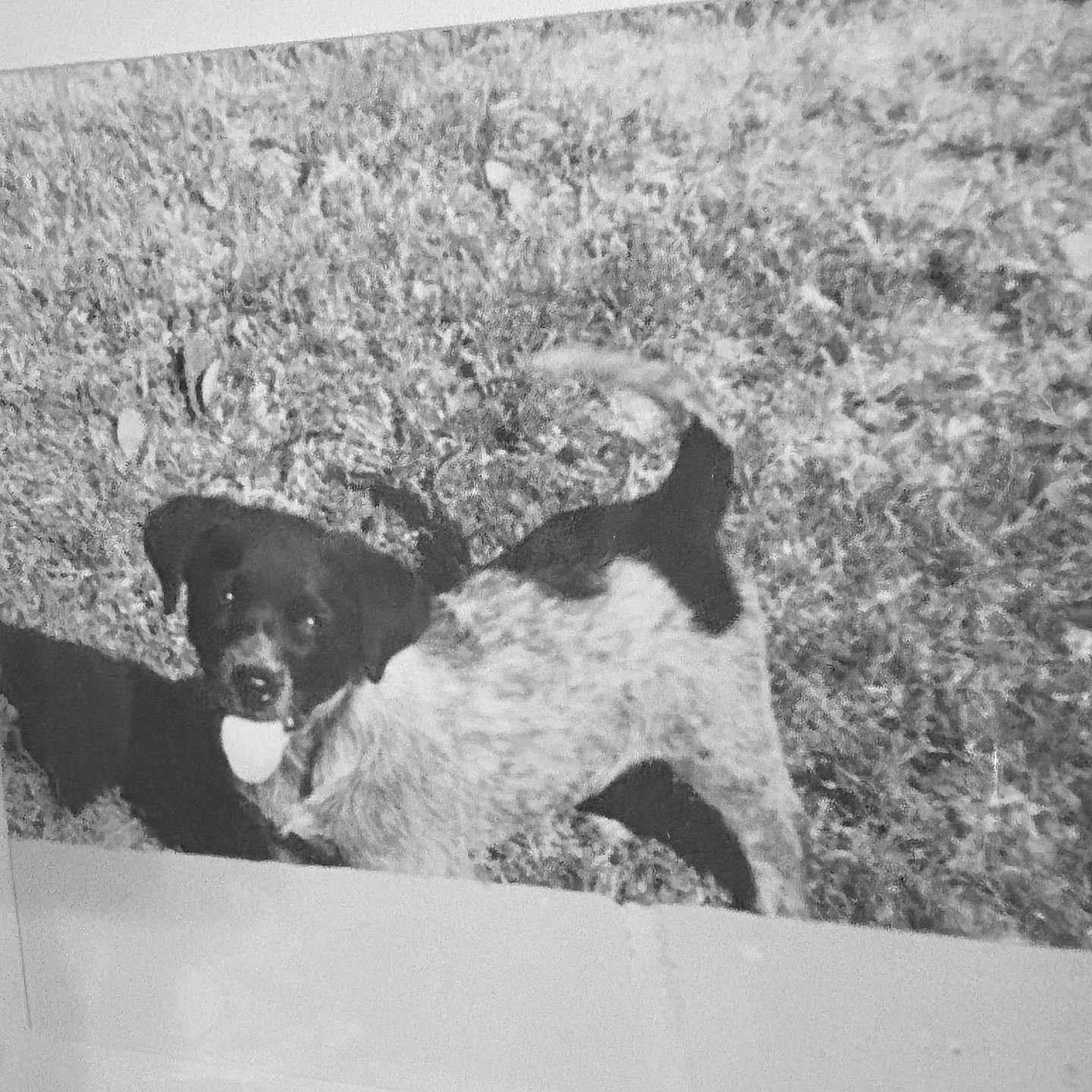 Pepper