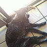 Pepper is registered to the contest to win money with this photo: cat, black_cat, furry, pet, animal, lying_down, lounging, stretching, indoors, floor, tiles, window, sunlight, backlit, portrait, long_tail, whiskers, relaxed, home, domestic_animal