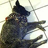 Pepper is registered to the contest to win money with this photo: dog, pet, animal, furry, shaggy, black_and_brown, lying_down, sleeping, relaxed, costume, patterned_clothing, fabric, legs, paws, tail, tile_floor, indoor, home, top_view, funny