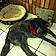 Pepper