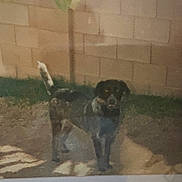 Pepper joined the competition — help win amazing prizes! animal, backyard, blur, brick_wall, canine, dirt, dog, evening, fence, grainy, grass, mammal, nature, outdoor, pathway, pet, quiet, shadow, standing, yard