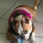 Penny joined the competition — help win amazing prizes! dog, toy, sweater, indoor, floor, tile, paw, pet, brown, white, rope_toy, wooden_chair, cute, playful, small_dog, animal, pet_accessory, looking_up, resting, home