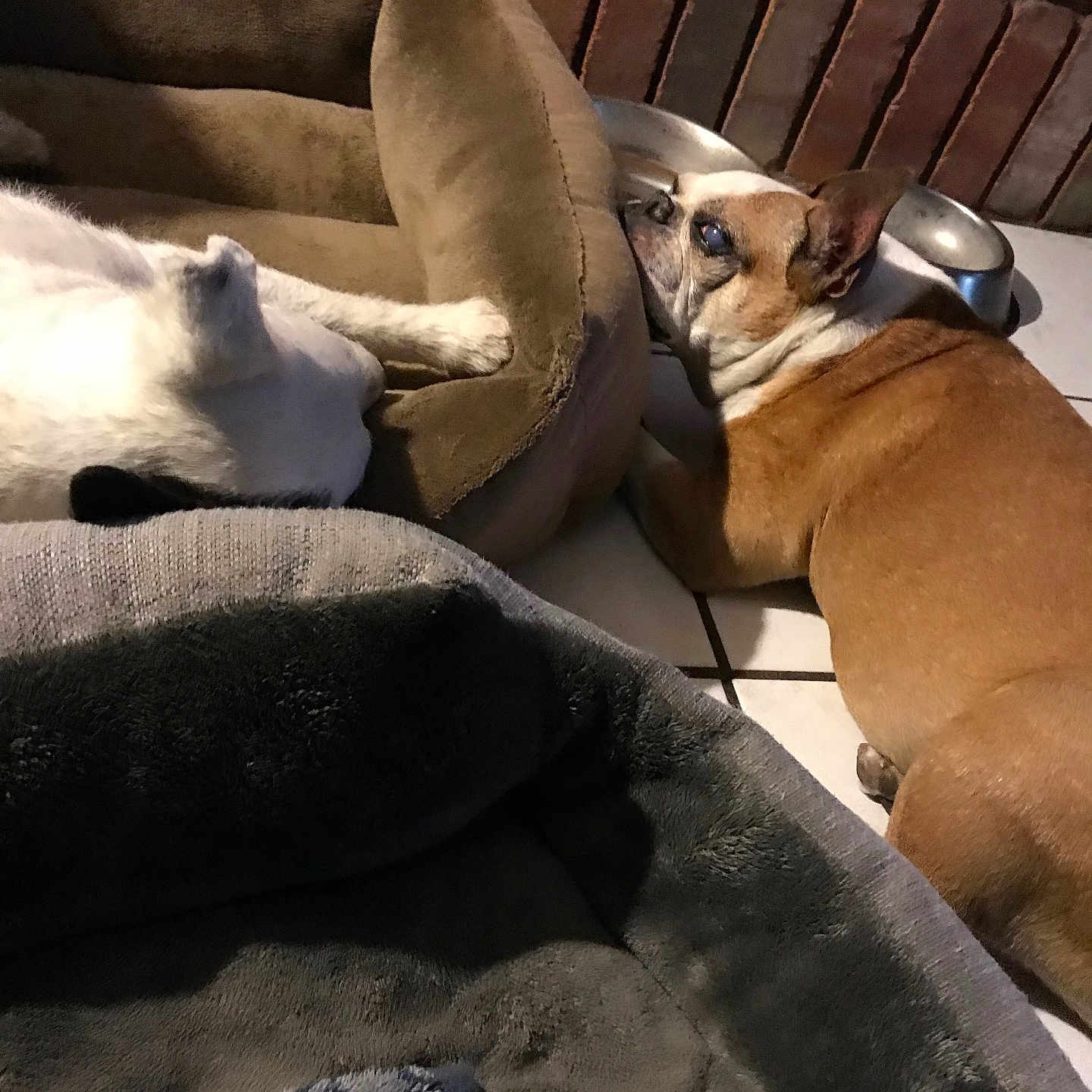 Penny joined the competition — help win amazing prizes! blanket, brick_wall, brown_dog, companion, cozy, cushion, dog, ear, floor, home, indoor, paw, pet, pet_bed, relaxed, sleeping, snout, tile_floor, water_bowl, white_dog