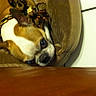 Penny is registered to the contest to win money with this photo: dog, pet, sleeping, lying_down, upside_down, indoor, chair, cushion, furniture, wooden_table, brown, white, short_hair, collar, closeup, relaxed, resting, portrait, home, funny
