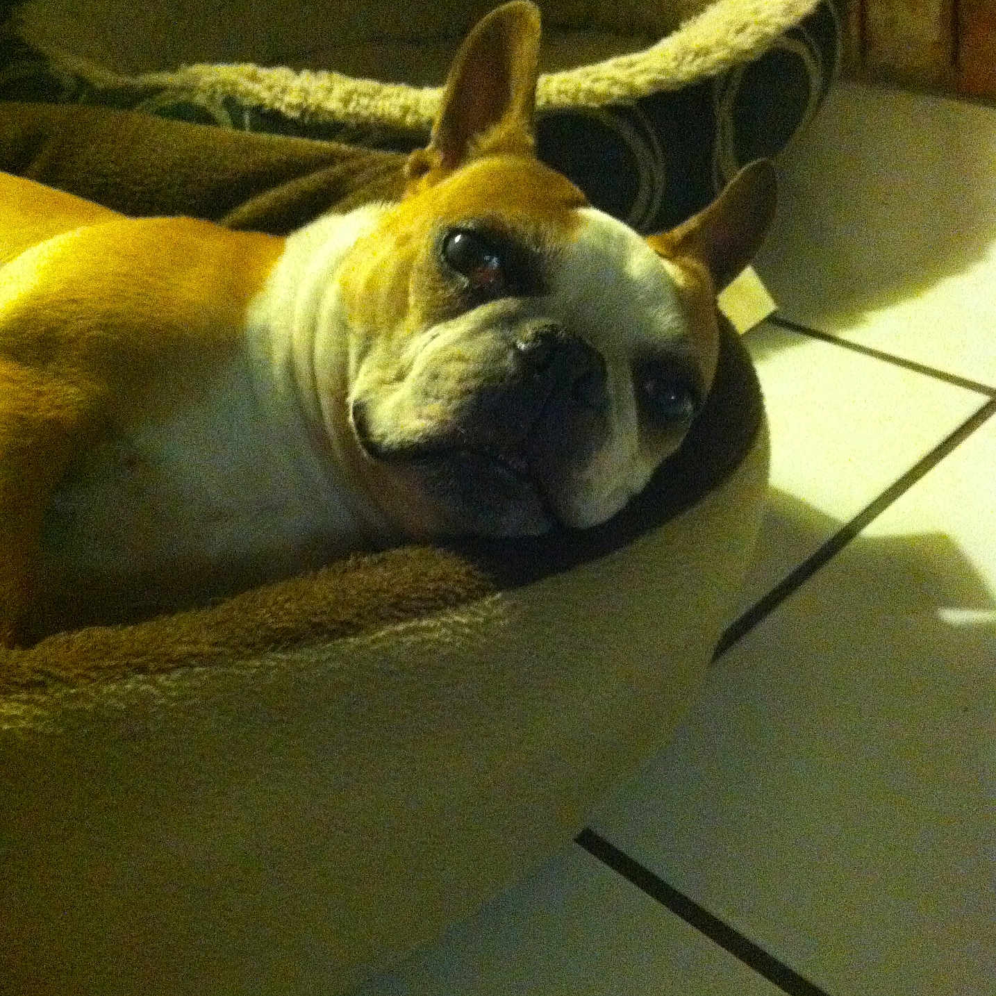 Penny