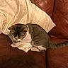 Sasha joined the competition — help win amazing prizes! brown, cat, couch, cozy, domestic_cat, feline, fur, home, indoor, leather, paws, pet, pillow, resting, silk, sitting, tabby, tail, whiskers, white
