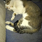 Sasha joined the competition — help win amazing prizes! animal, blanket, cat, closeup, comfort, cozy, cute, domestic, feline, fur, indoor, lying_down, mammal, paws, pet, relaxation, rest, sleeping, tail, whiskers