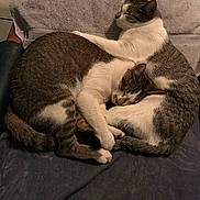 Sasha is registered to the contest to win money with this photo: cat, tabby, sleeping, snuggling, pets, animal, fur, cozy, resting, indoor, cute, companionship, relaxation, friendship, whiskers, paw, tail, soft, domestic, mammal