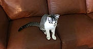 Sasha is registered to the contest to win money with this photo: brown_couch, cat, cushion, floor_tile, furniture, gray_tabby, home_interior, indoor, kitten, leather_couch, living_room, paws, pet, portrait, sitting, tail, tiled_floor, wall, whiskers, white_cat