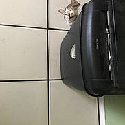 Sasha joined the competition — help win amazing prizes! cat, feline, pet, tile_floor, tiled_floor, black_bin, trash_bin, peek, curious, head, whiskers, ears, indoor, home, floor_tile, black_plastic, household_item, small_space, looking_up, cute