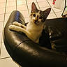Sasha is registered to the contest to win money with this photo: cat, container, curious, domestic, ears, feline, furniture, home, indoor, kitten, leather_chair, looking_at_camera, milk_jug, paw, pet, portrait, relaxed, sitting, tiled_floor, whiskers