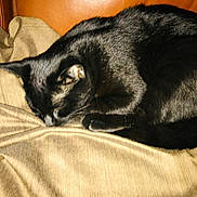 Anastasia joined the competition — help win amazing prizes! black_cat, blanket, cat, closeup, couch, cozy, curled_up, cushion, domestic_animal, feline, fur, indoor, leather_sofa, living_room, nap, paw, pet, sleeping_cat, slumber, whiskers