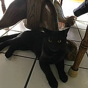 Anastasia joined the competition — help win amazing prizes! animal, black_cat, cat, cozy, curious, domestic_cat, eyes, floor, furniture, home, indoor, laying_down, natural_light, pet, quiet, resting, shadow, table_leg, tile_floor, wooden_table