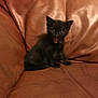 Anastasia is registered to the contest to win money with this photo: animal, black_kitten, brown_couch, cat, cute, domestic_animal, ears, eyes, feline, fur, home, indoor, leather_couch, mouth_open, pet, resting, sitting, small, whiskers, young_cat