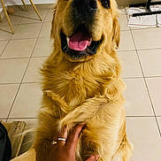 Nouky a rejoint le concours — aidez-le/la à gagner de superbes lots ! dog, golden_retriever, pet, indoor, floor, tile, hand, human, playing, happy, tongue, smiling, fur, animal, companion, friendly, cute, domestic, canine, paw