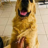 dog, golden_retriever, pet, indoor, floor, tile, hand, human, playing, happy, tongue, smiling, fur, animal, companion, friendly, cute, domestic, canine, paw