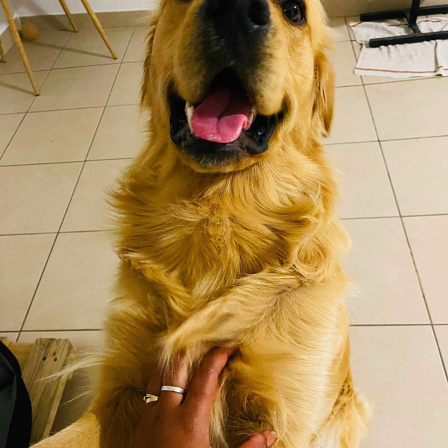 Nouky a rejoint le concours — aidez-le/la à gagner de superbes lots ! dog, golden_retriever, pet, indoor, floor, tile, hand, human, playing, happy, tongue, smiling, fur, animal, companion, friendly, cute, domestic, canine, paw