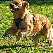 Nouky a rejoint le concours — aidez-le/la à gagner de superbes lots ! active, animal, canine, daylight, dog, ears, fur, golden_retriever, grass, happy, jumping, leash, muzzle, nature, outdoor, park, pet, playful, running, stick