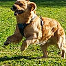 active, animal, canine, daylight, dog, ears, fur, golden_retriever, grass, happy, jumping, leash, muzzle, nature, outdoor, park, pet, playful, running, stick