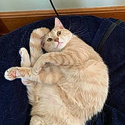 Arlo is registered to the contest to win money with this photo: cat, beige_cat, pet, animal, fur, whiskers, cushion, indoor, home, wooden_baseboard, power_outlet, cord, playful, curled_up, wide_eyed, paw, tail, relaxed, feline, soft