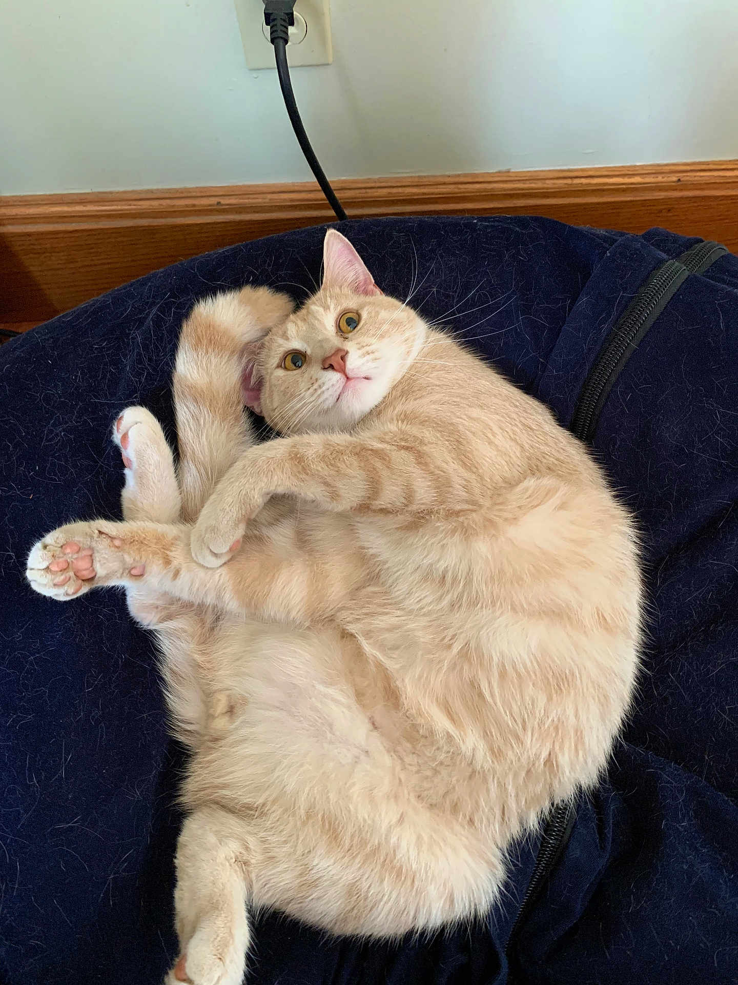 Arlo is registered to the contest to win money with this photo: cat, beige_cat, pet, animal, fur, whiskers, cushion, indoor, home, wooden_baseboard, power_outlet, cord, playful, curled_up, wide_eyed, paw, tail, relaxed, feline, soft