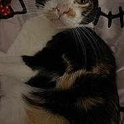 Sushi joined the competition — help win amazing prizes! bed, blanket, calico_cat, cat, close_up, cute, ears, eyes, feline, fur, indoor, looking_at_camera, lying_down, muzzle, nose, pet, pillow, portrait, relaxed, whiskers