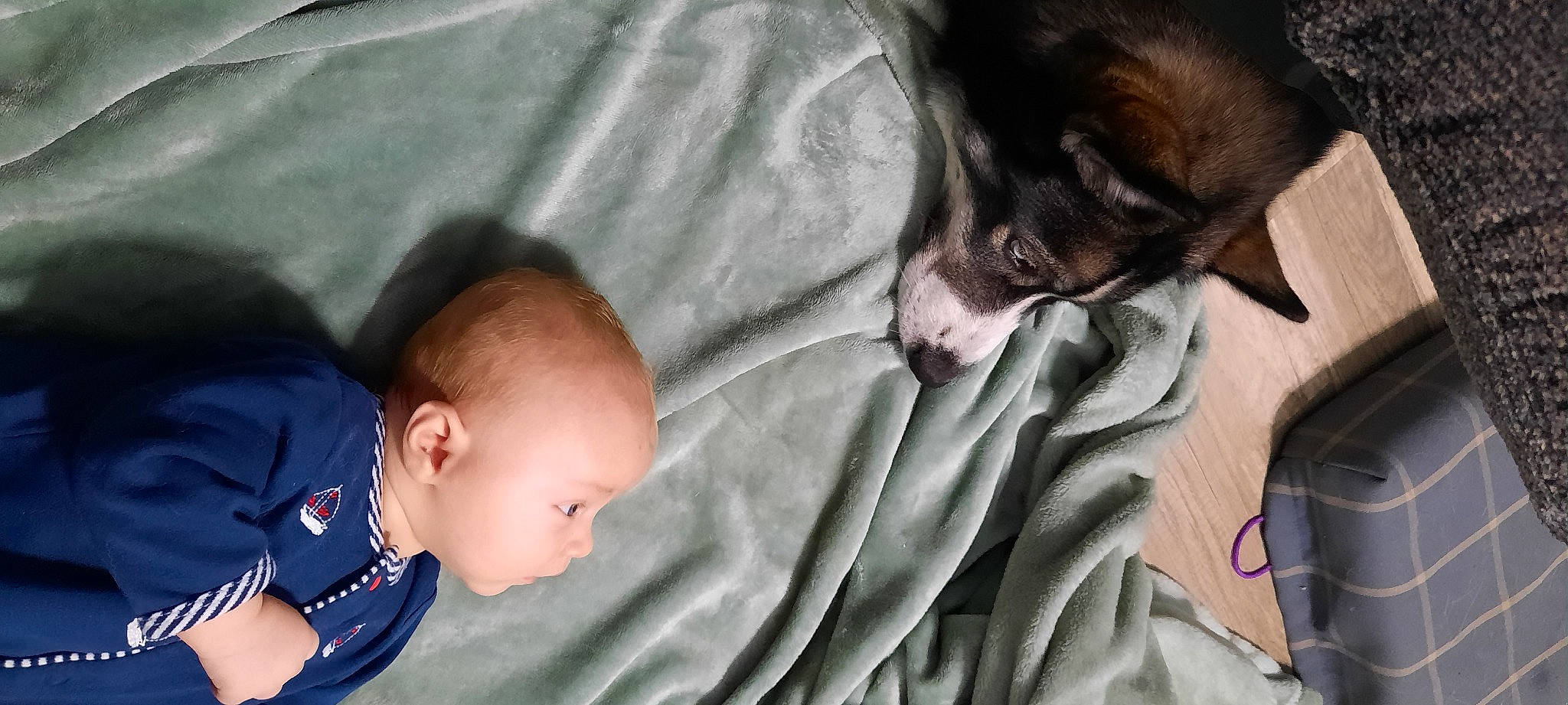 Ryan is registered to the contest to win money with this photo: baby, baby_products, baby_toddler_clothing, carnivore, child, comfort, companion_dog, dog, dog_breed, fur, gesture, grey, linens, pattern, person, sitting, skin, toddler, toy_dog, whiskers