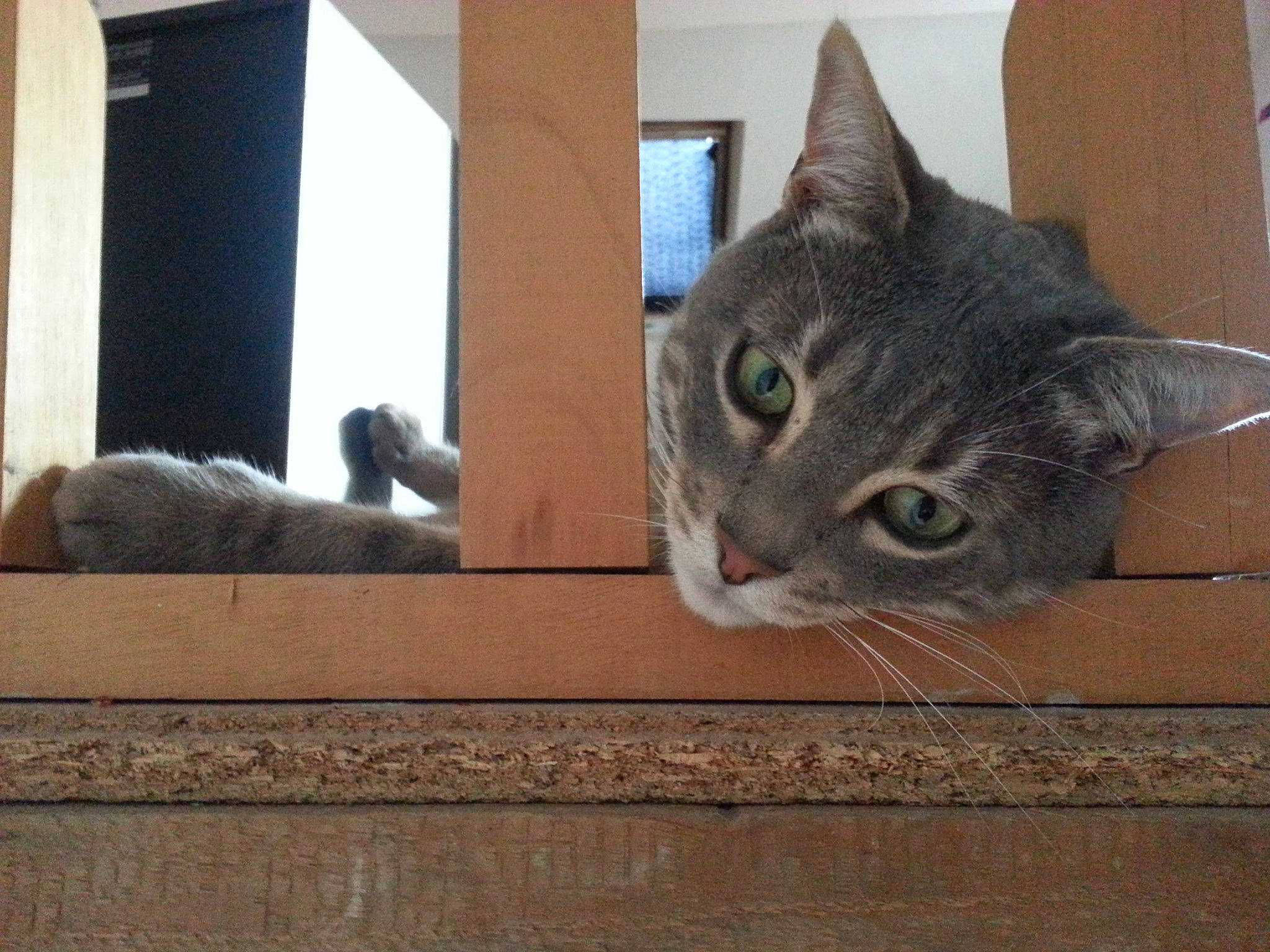 Cannabis a rejoint le concours — aidez-le/la à gagner de superbes lots ! aegean_cat, asian, carnivore, cat, domestic_short_haired_cat, dragon_li, european_shorthair, fawn, felidae, fur, kitten, mammal, ojos_azules, polydactyl_cat, small_to_medium_sized_cats, tabby_cat, whiskers, window