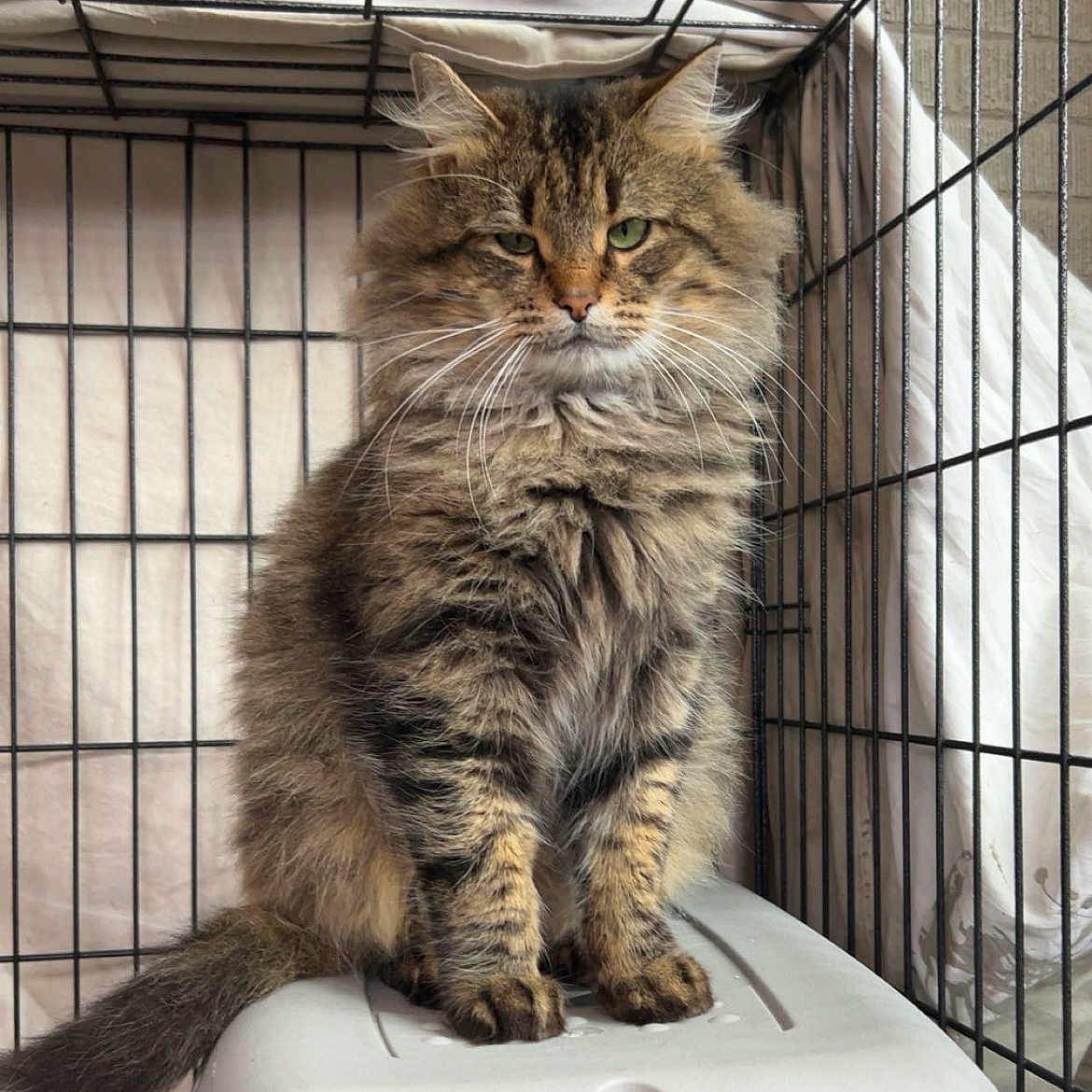 Wolfie joined the competition — help win amazing prizes! cat, tabby, fluffy, feline, pet, cage, wire_cage, sitting, fur, whiskers, green_eyes, animal, portrait, indoor, closeup, cute, domestic_cat, muzzle, tail, expression