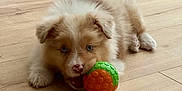 Abby participe au concours pour gagner de l'argent avec cette photo : puppy, dog, blue_eyes, toy, ball, wooden_floor, indoor, cute, pet, playful, fluffy, young_dog, animal, adorable, lying_down, brown, white, nose, ears, furniture