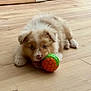 puppy, dog, blue_eyes, toy, ball, wooden_floor, indoor, cute, pet, playful, fluffy, young_dog, animal, adorable, lying_down, brown, white, nose, ears, furniture