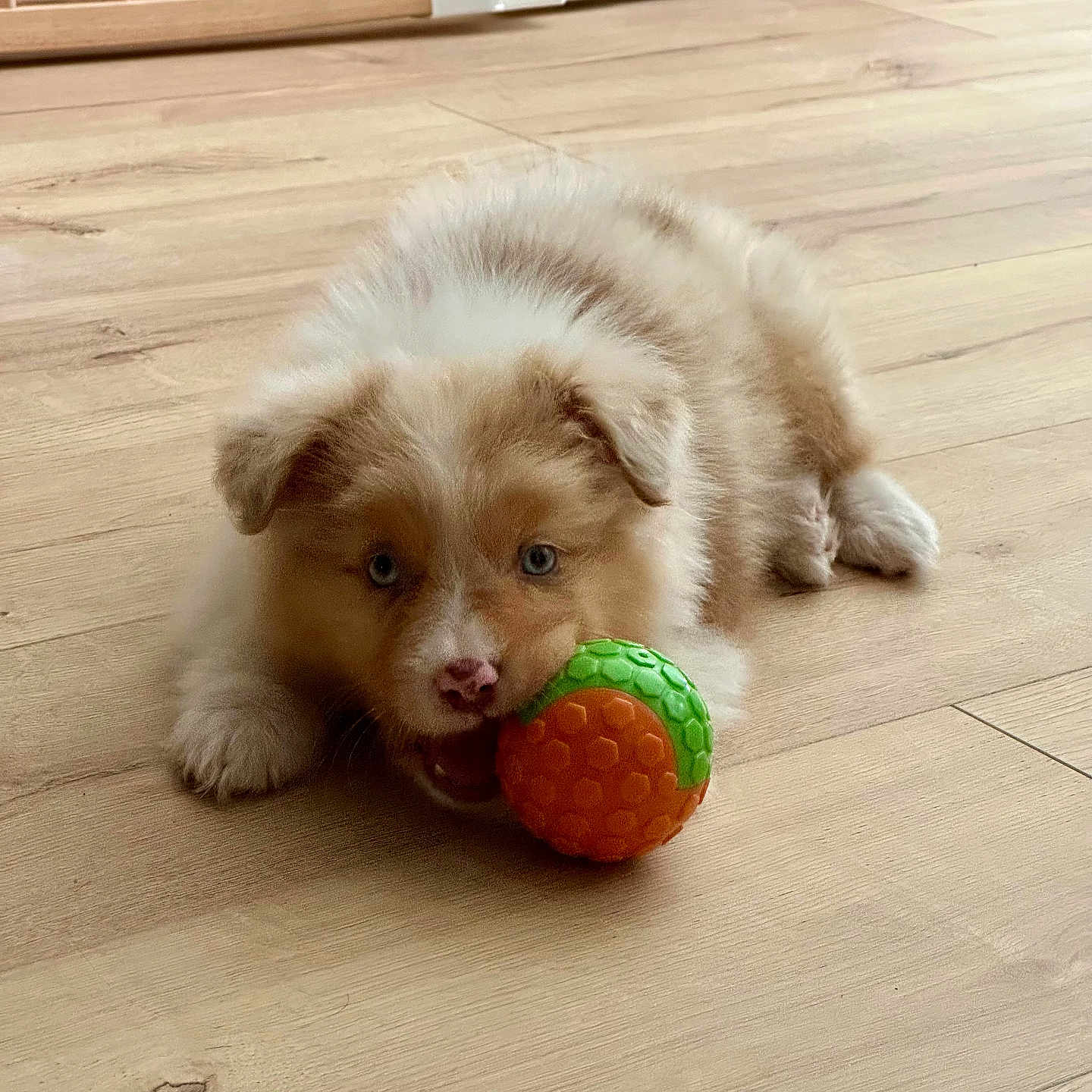 Abby participe au concours pour gagner de l'argent avec cette photo : adorable, animal, ball, blue_eyes, brown, cute, dog, ears, fluffy, furniture, indoor, lying_down, nose, pet, playful, puppy, toy, white, wooden_floor, young_dog