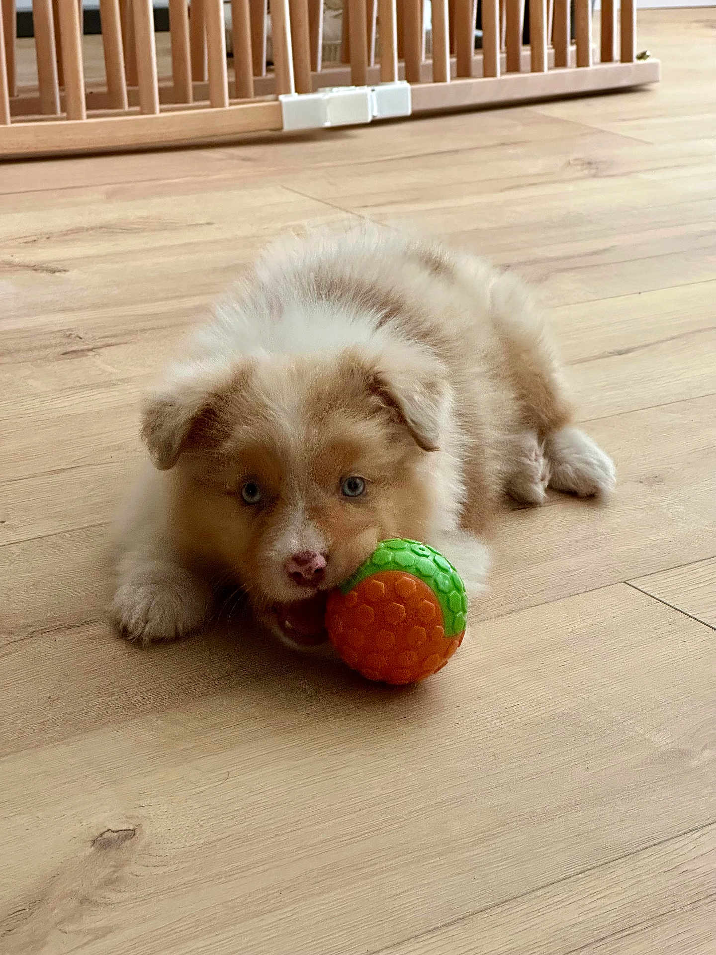 Abby participe au concours pour gagner de l'argent avec cette photo : puppy, dog, blue_eyes, toy, ball, wooden_floor, indoor, cute, pet, playful, fluffy, young_dog, animal, adorable, lying_down, brown, white, nose, ears, furniture