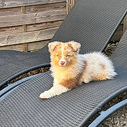 Abby a rejoint le concours — aidez-le/la à gagner de superbes lots ! puppy, dog, outdoor, lounge_chair, wicker, wooden_fence, gravel, fence, pet, animal, cute, fluffy, relaxing, brown, white, young_dog, resting, sunlight, summer, backyard