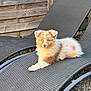 puppy, dog, outdoor, lounge_chair, wicker, wooden_fence, gravel, fence, pet, animal, cute, fluffy, relaxing, brown, white, young_dog, resting, sunlight, summer, backyard