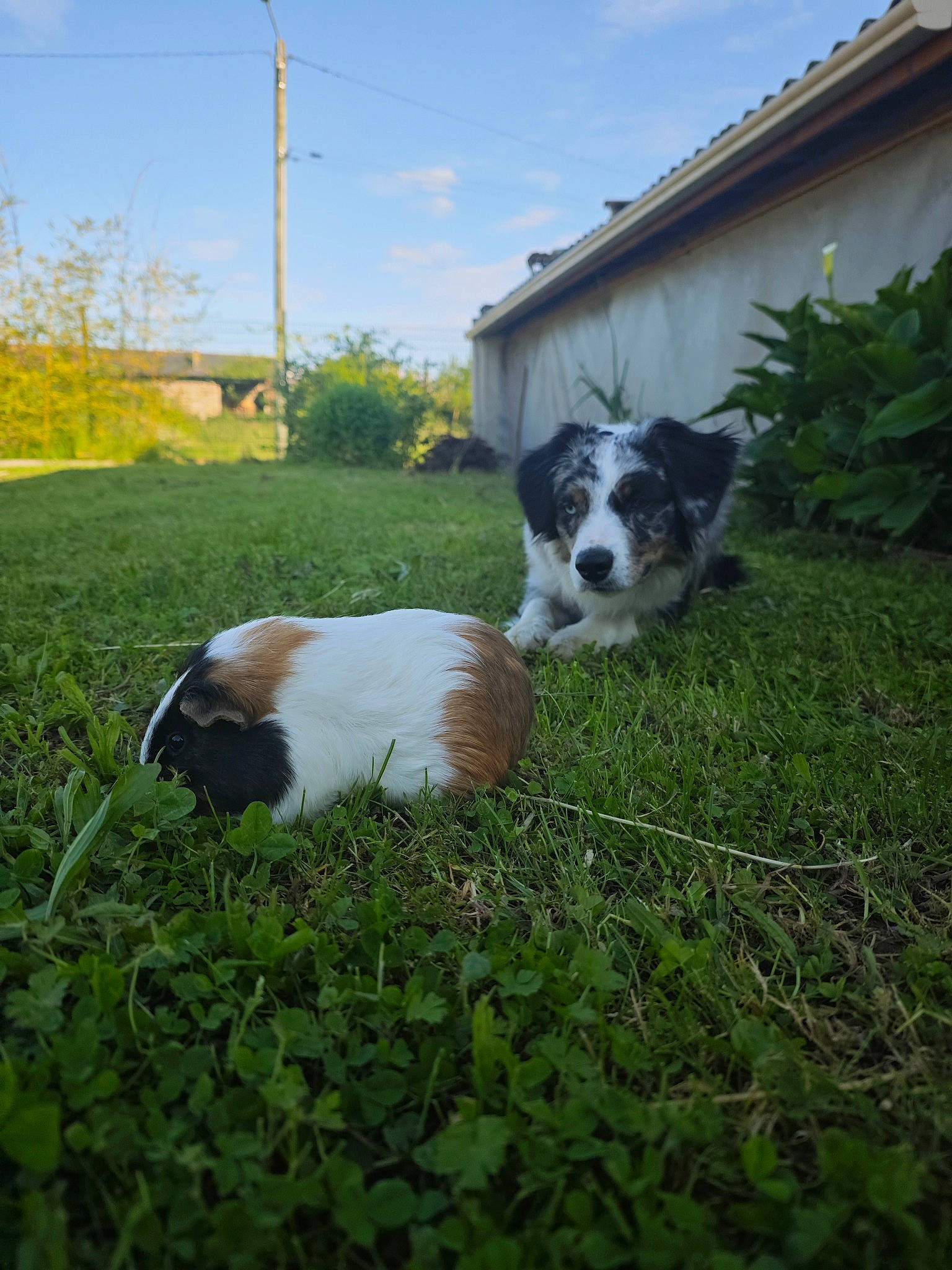 Udjie a rejoint le concours — aidez-le/la à gagner de superbes lots ! building, canidae, carnivore, cloud, companion_dog, dog, dog_breed, grass, herding_dog, house, lawn, pasture, plant, sky, sporting_group, tail, tree, vertebrate, window, yard