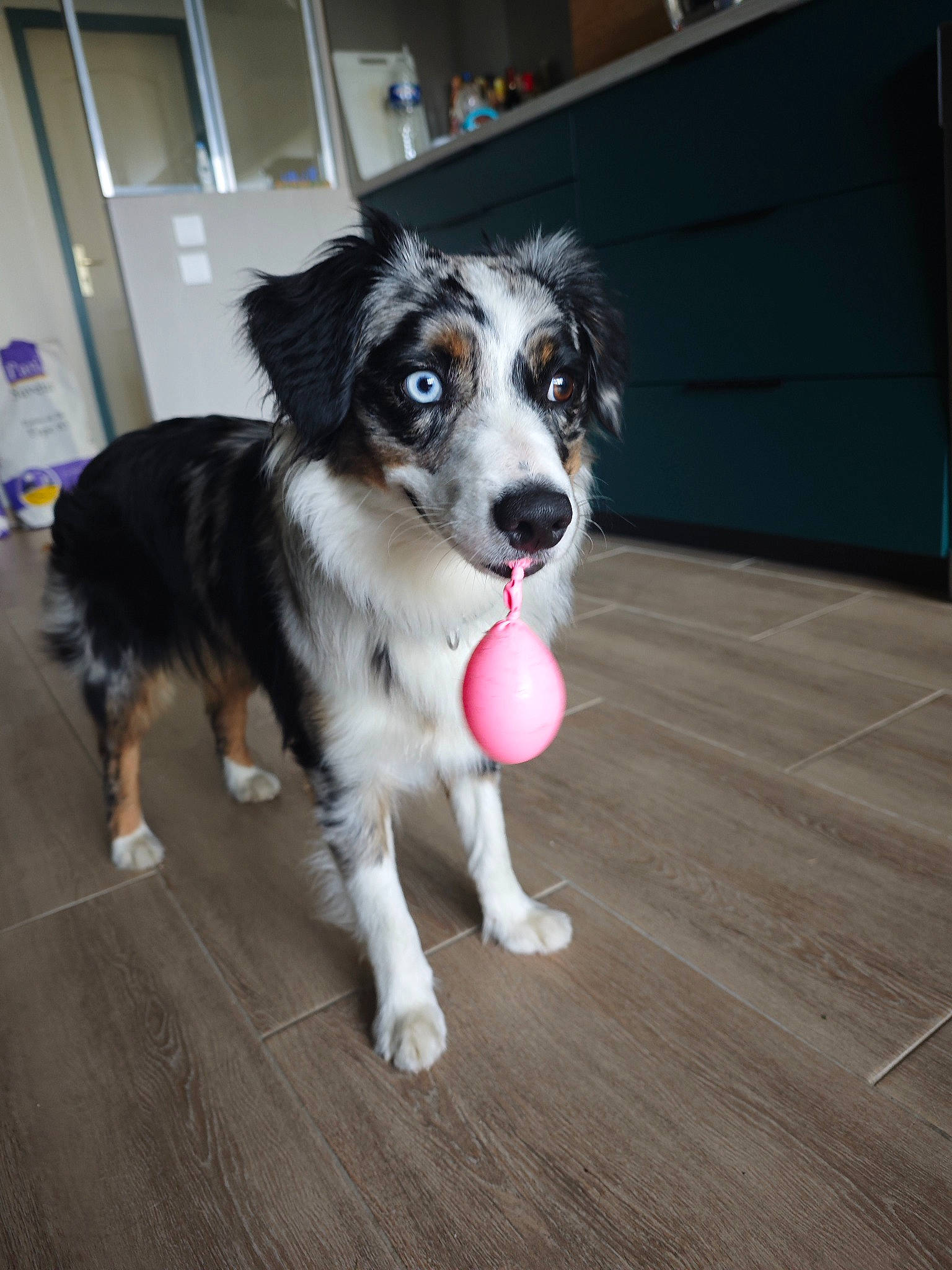 Udjie participe au concours pour gagner de l'argent avec cette photo : australian_collie, ball, canidae, carnivore, companion_dog, dog, dog_breed, dog_supply, floor, flooring, fur, hardwood, herding_dog, paw, snout, sporting_group, varnish, wood, wood_flooring, working_dog