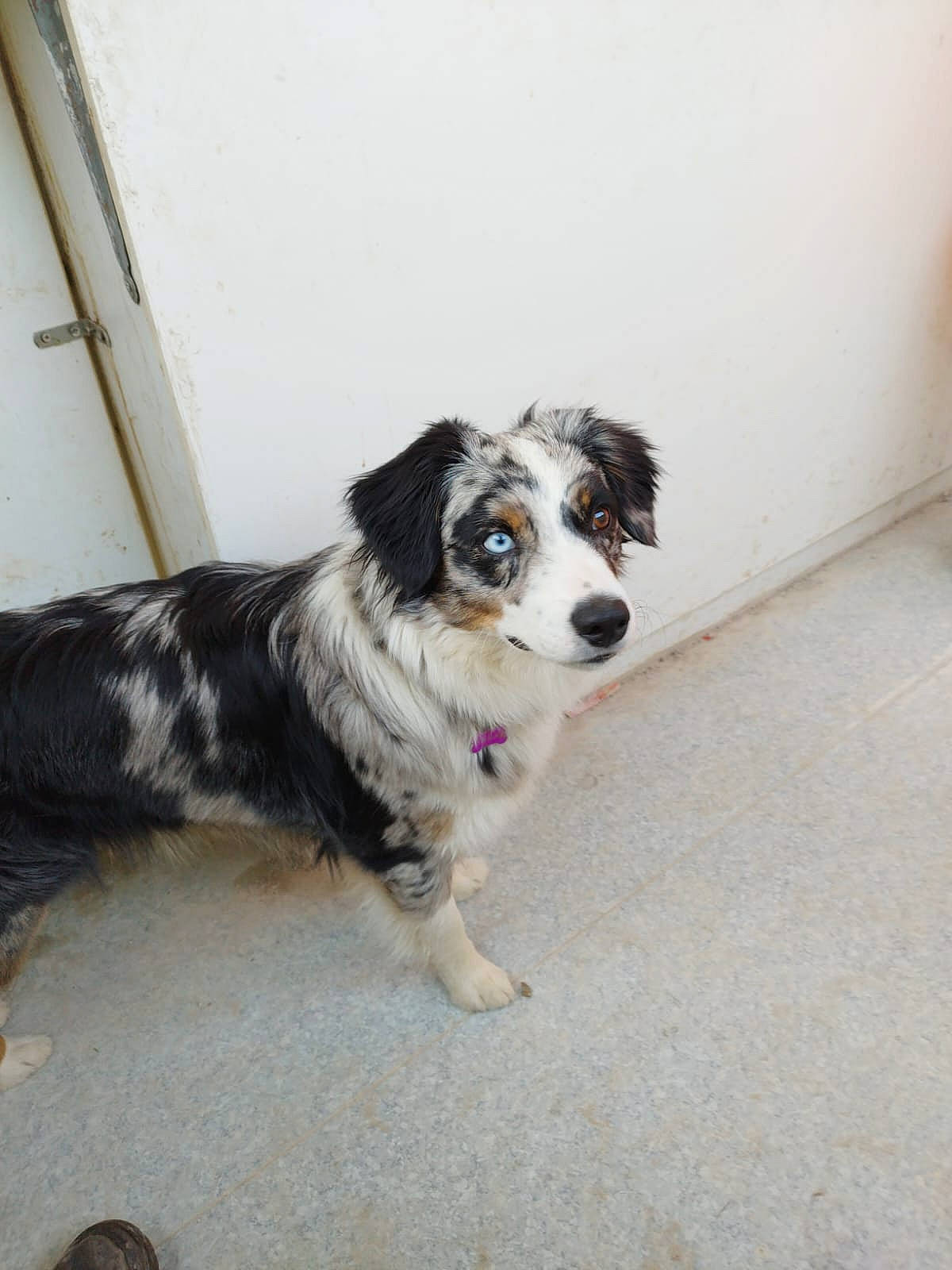 Udjie participe au concours pour gagner de l'argent avec cette photo : australian_shepherd, border_collie, canidae, carnivore, companion_dog, dog, dog_breed, flooring, fur, gun_dog, herding_dog, sporting_group, working_animal, working_dog