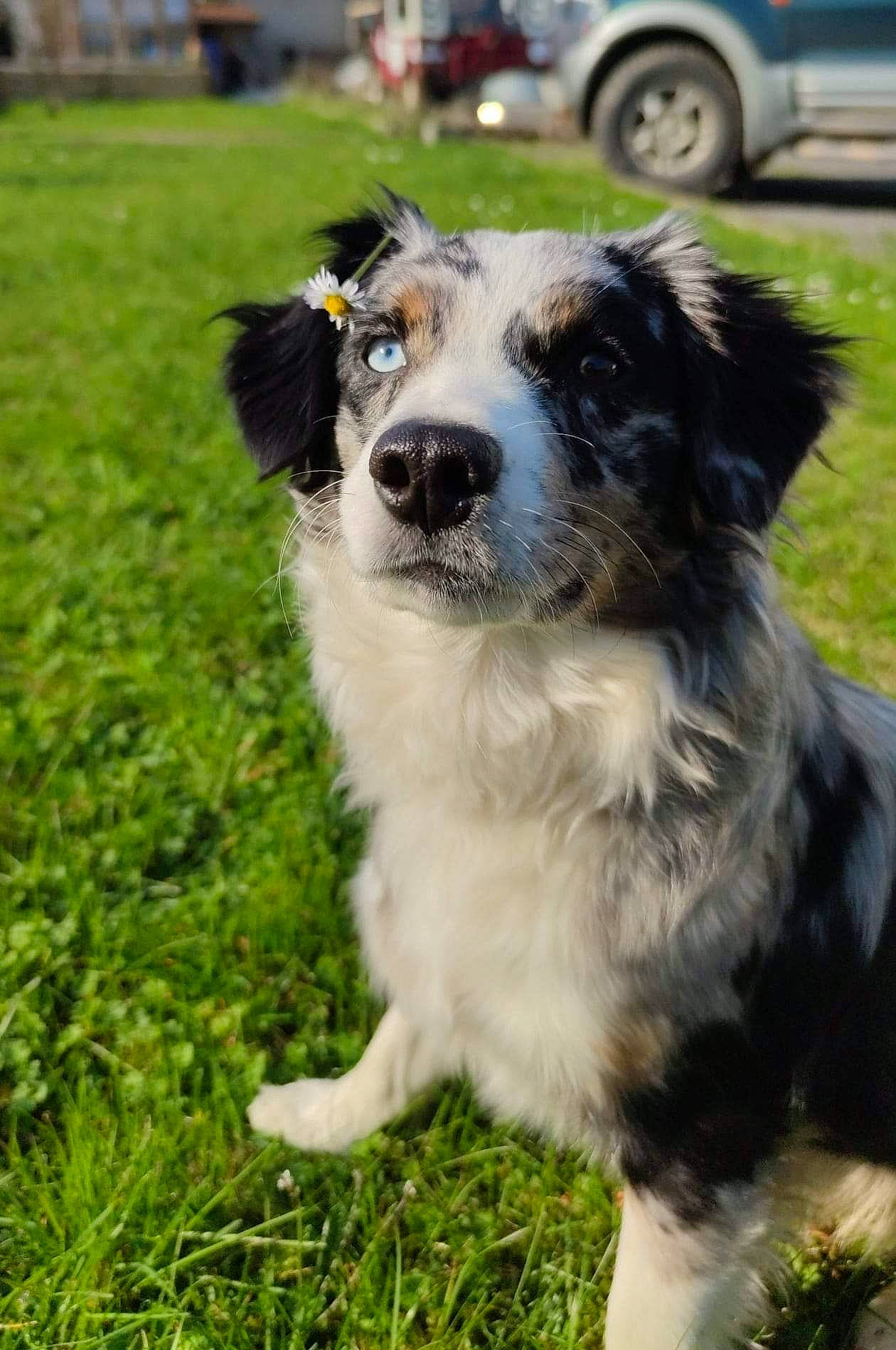 Udjie a rejoint le concours — aidez-le/la à gagner de superbes lots ! australian_collie, australian_shepherd, carnivore, companion_dog, dog, dog_breed, fur, grass, gun_dog, herding_dog, plant, snout, sporting_group, terrestrial_animal, tire, vehicle, wheel, whiskers, working_animal, working_dog