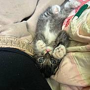 Mazzy joined the competition — help win amazing prizes! kitten, cat, pet, paws, eyes, fur, blanket, bedding, cozy, indoor, portrait, closeup, playful, adorable, pink, grey, human_leg, clothing, whiskers, on_back