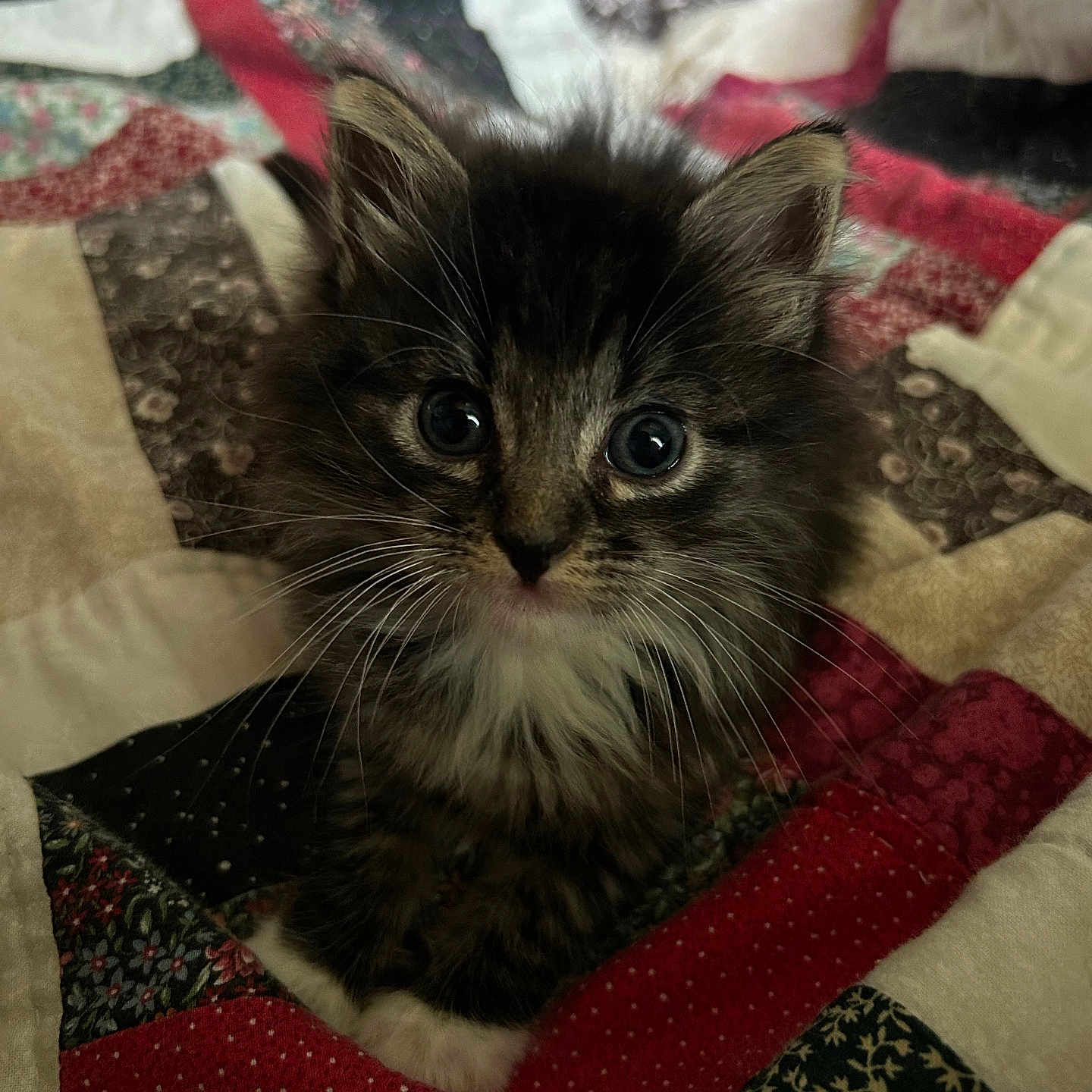 Mazzy
