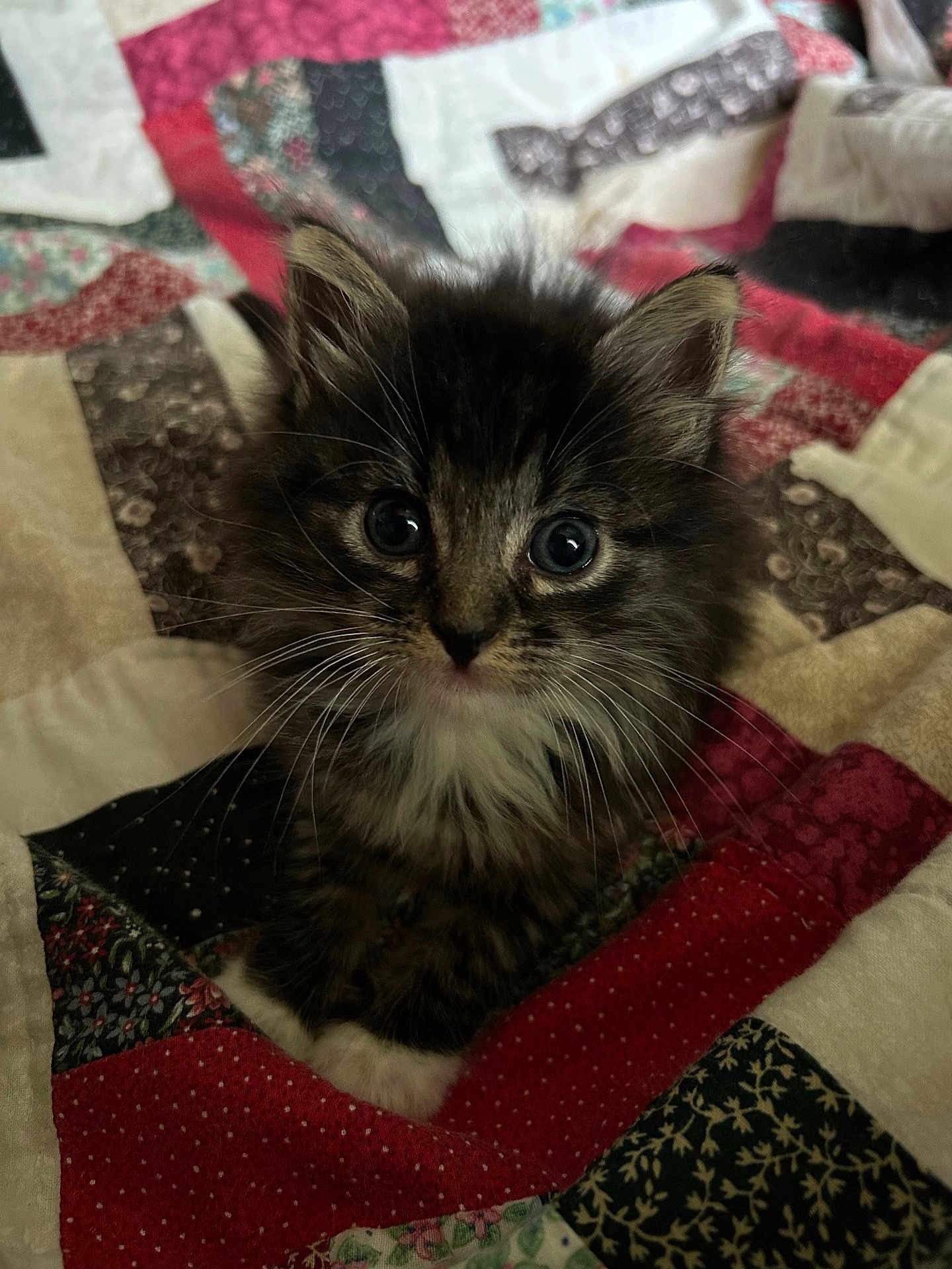 Mazzy joined the competition — help win amazing prizes! kitten, cat, pet, fur, whiskers, wide_eyes, quilt, blanket, patchwork, bedding, cozy, indoor, closeup, portrait, cute, paw, ears, tabby_cat, fluffy, curious