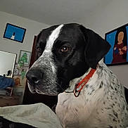 Duncan joined the competition — help win amazing prizes! animal, black_and_white, canine, close_up, collar, dog, ear, expression, fur, furniture, household, indoor, mammal, nose, painting, pet, portrait, room, spot, wall_art