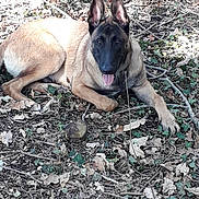 Ortax participe au concours pour gagner de l'argent avec cette photo : belgian_shepherd, belgian_shepherd_malinois, dog, dog_breed, dog_breed_group, dog_like_mammal, east_european_shepherd, german_shepherd_dog, kunming_wolfdog, snout, tervuren