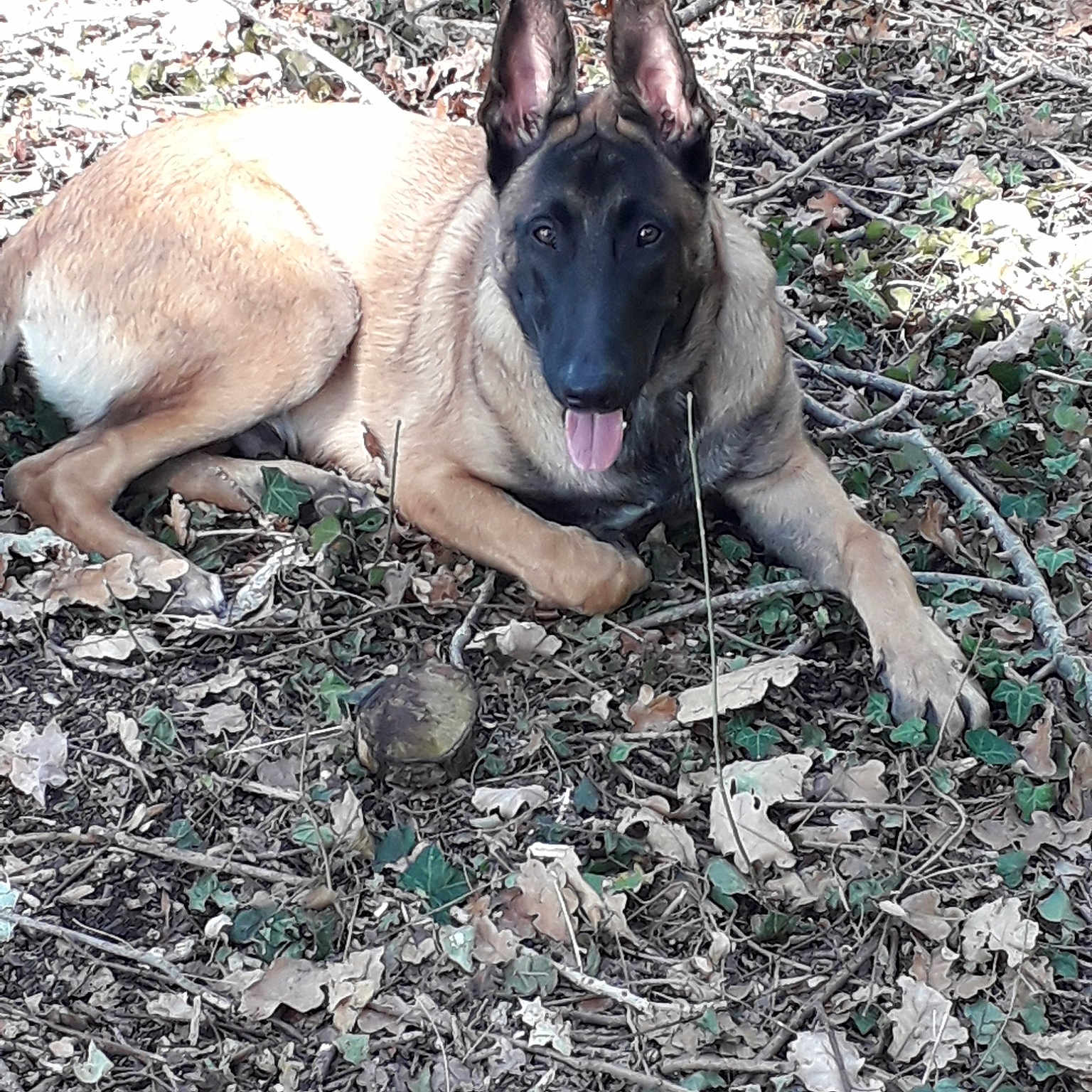 Ortax participe au concours pour gagner de l'argent avec cette photo : belgian_shepherd, belgian_shepherd_malinois, dog, dog_breed, dog_breed_group, dog_like_mammal, east_european_shepherd, german_shepherd_dog, kunming_wolfdog, snout, tervuren