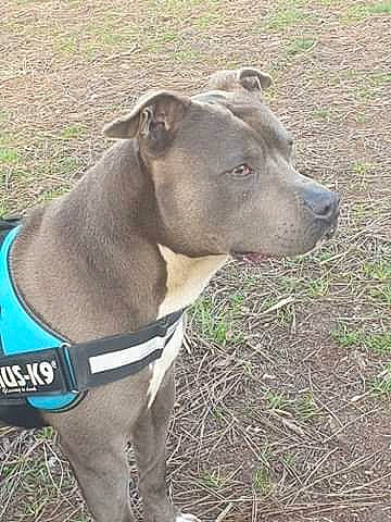 Nalto participe au concours pour gagner de l'argent avec cette photo : adventure, american_pit_bull_terrier, american_staffordshire_terrier, bandog, blue_lacy, canidae, carnivore, dog, dog_breed, dog_collar, fawn, mammal, non_sporting_group, pit_bull, snout, sporting_group, vertebrate, weimaraner