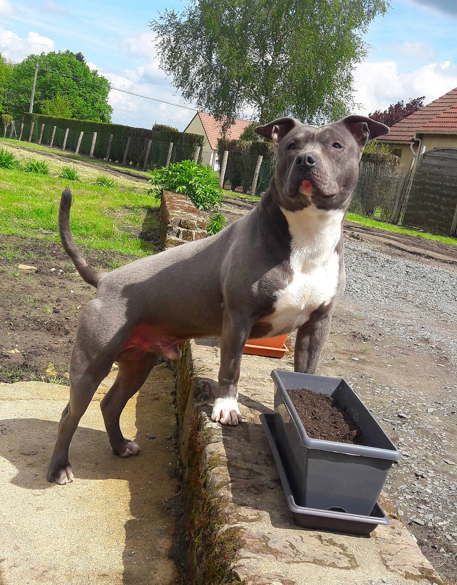 Nalto participe au concours pour gagner de l'argent avec cette photo : alaunt, american_pit_bull_terrier, american_staffordshire_terrier, bull_and_terrier, bull_terrier, bully_kutta, canidae, carnivore, dog, dog_breed, fawn, mammal, molosser, non_sporting_group, perro_de_presa_canario, pit_bull, snout, staffordshire_bull_terrier, terrier, vertebrate