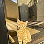 Polo a rejoint le concours — aidez-le/la à gagner de superbes lots ! abyssinian, animal, cat, hardwood, kitten, manx, pet, window, windowsill, wood