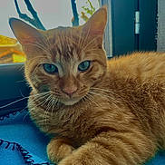 Polo a rejoint le concours — aidez-le/la à gagner de superbes lots ! abyssinian, animal, cat, citrusfruit, food, fruit, hardwood, kitten, manx, pet, plant, produce, siamese, wood