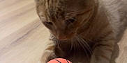 Polo a rejoint le concours — aidez-le/la à gagner de superbes lots ! abyssinian, animal, ball, basketball, basketballball, cat, furniture, hardwood, indoors, interiordesign, kitten, manx, pet, plywood, sphere, sport, table, tennis, tennisball, wood